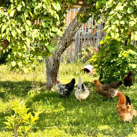 Eco House Summer Garden Kaji-Say Екстериор снимка