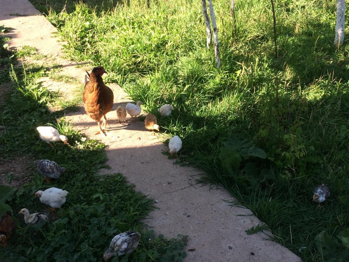 Eco House Summer Garden Kaji-Say Екстериор снимка